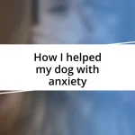 How I helped my dog with anxiety