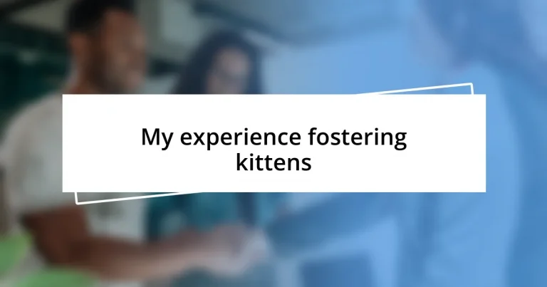 My experience fostering kittens