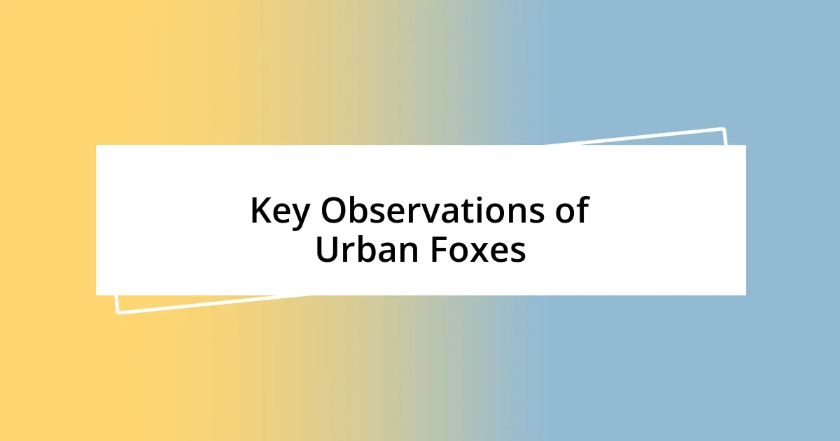 Key Observations of Urban Foxes