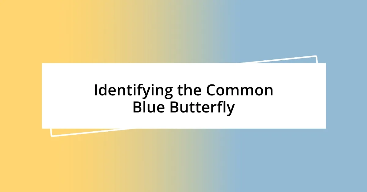 Identifying the Common Blue Butterfly