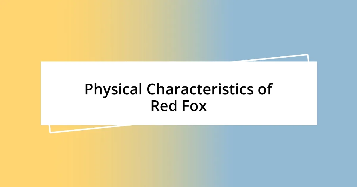 Physical Characteristics of Red Fox