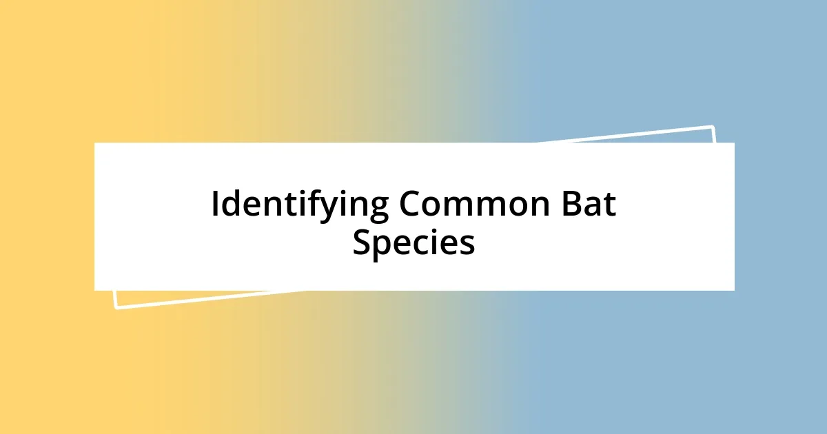 Identifying Common Bat Species